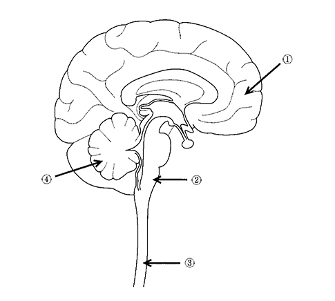 		中枢神経を図に示す。呼吸中枢が存在するのはどれか。		